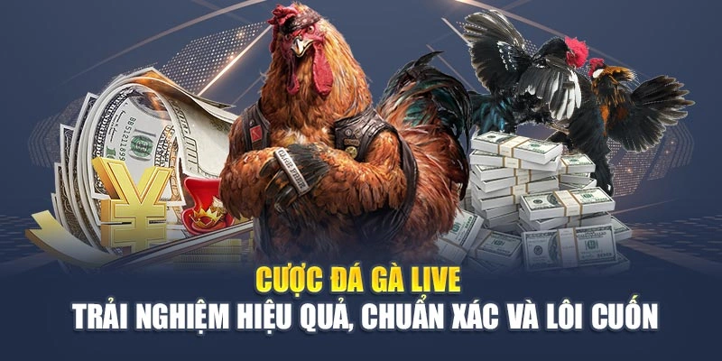 Cược Đá Gà Live - Trải Nghiệm Hiệu Quả, Chuẩn Xác Và Lôi Cuốn
