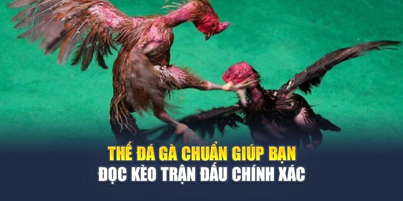Thế Đá Gà Chuẩn Giúp Bạn Đọc Kèo Trận Đấu Chính Xác